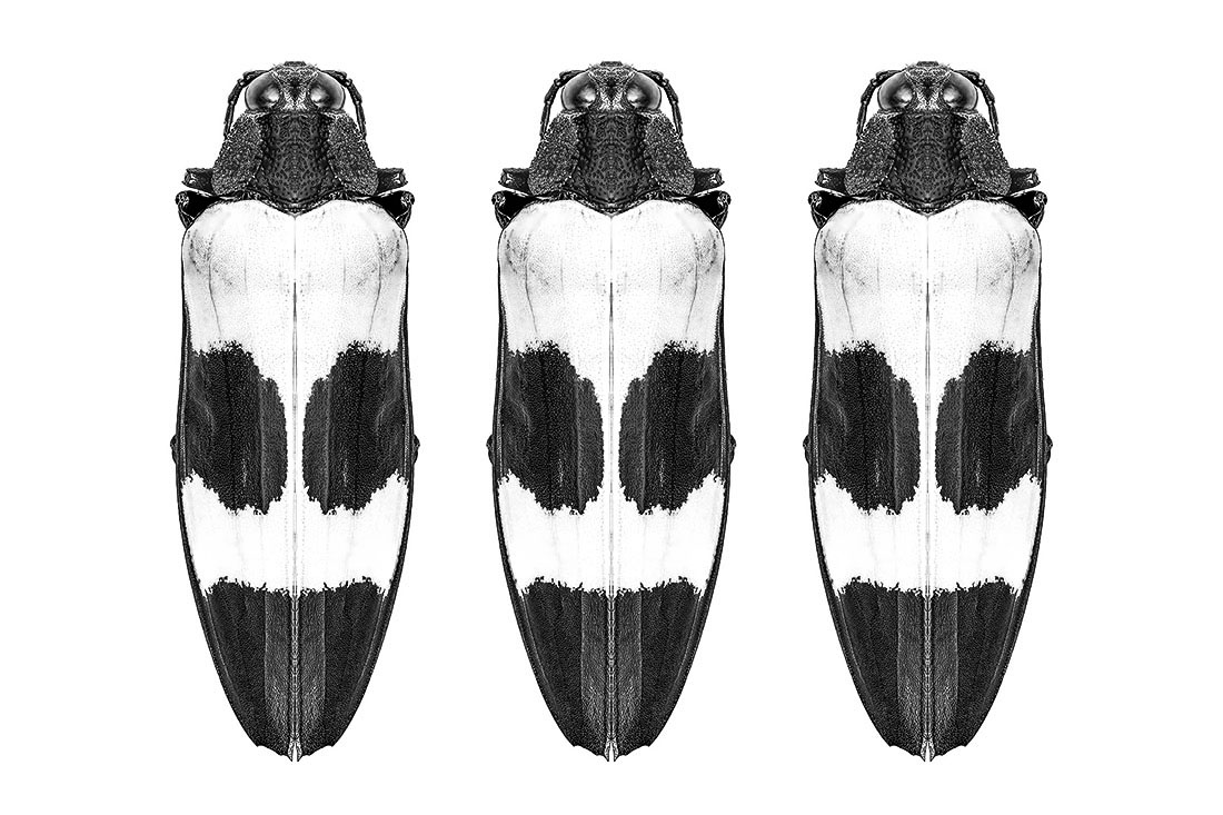 Hexapods