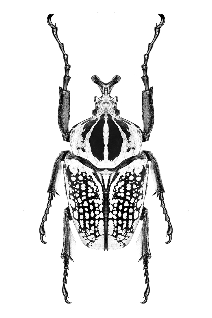 Hexapods