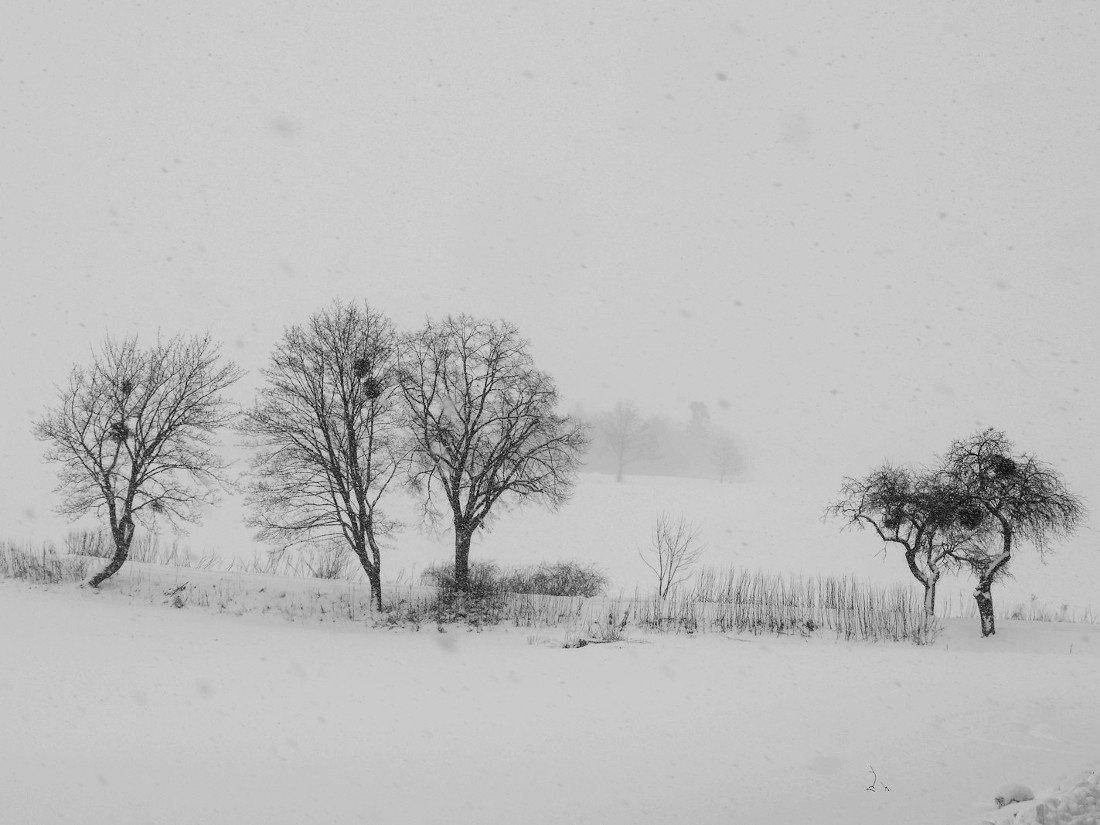 morning snow