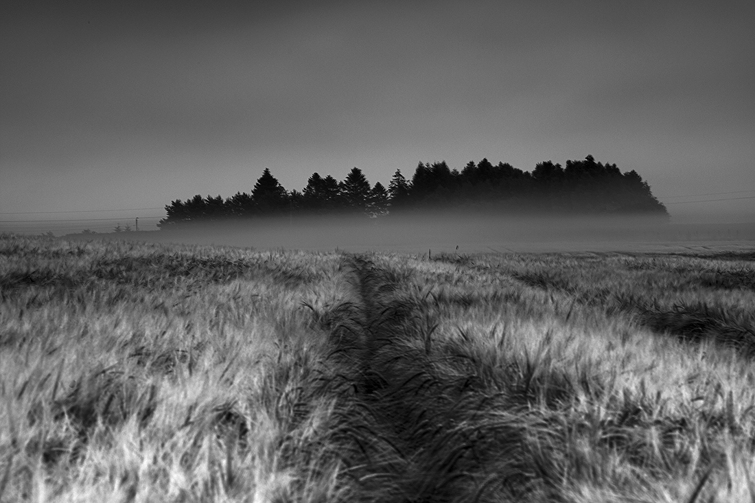 Barley field