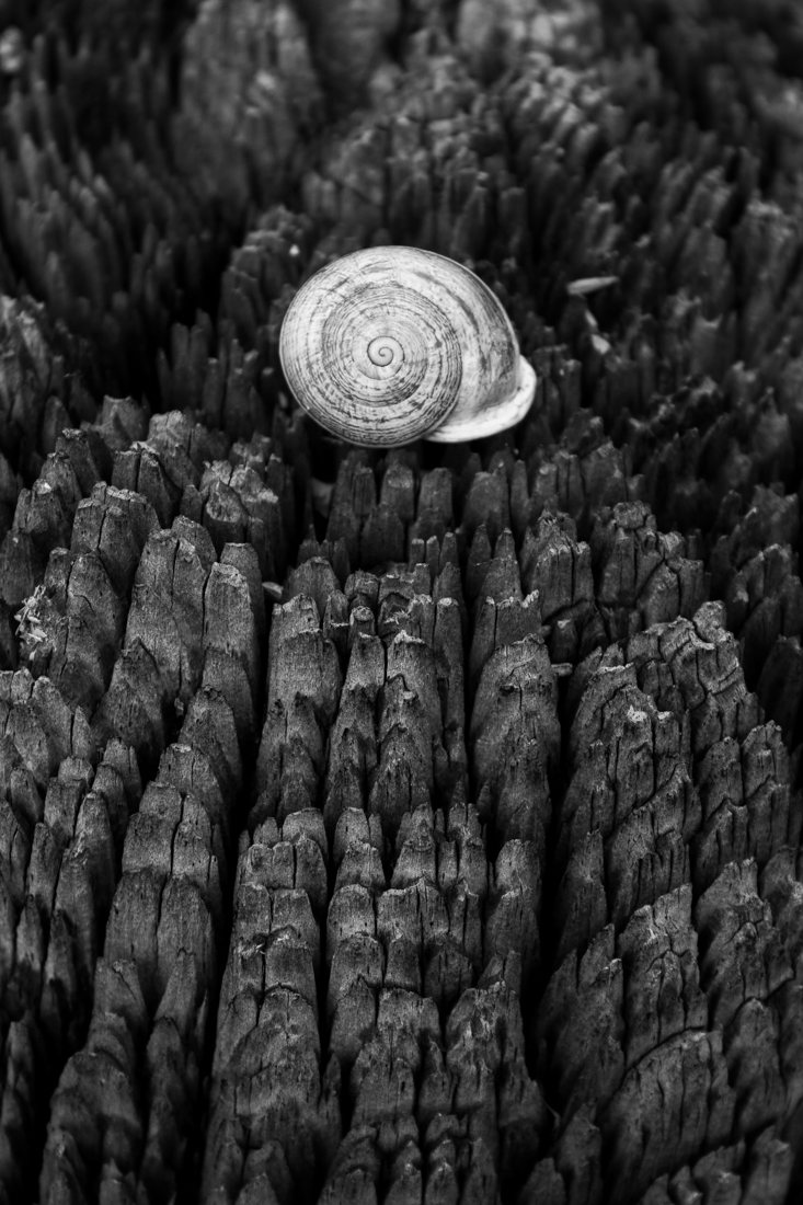 Spiral