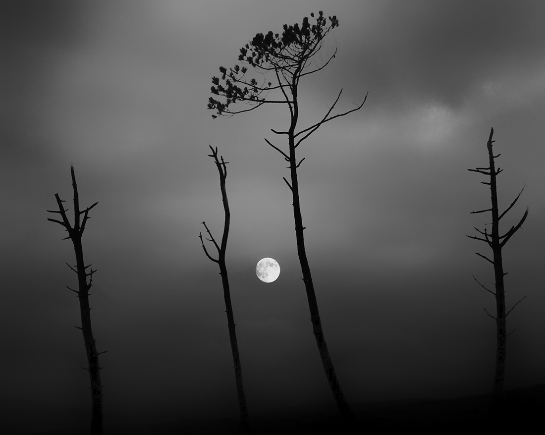 Trees by Night