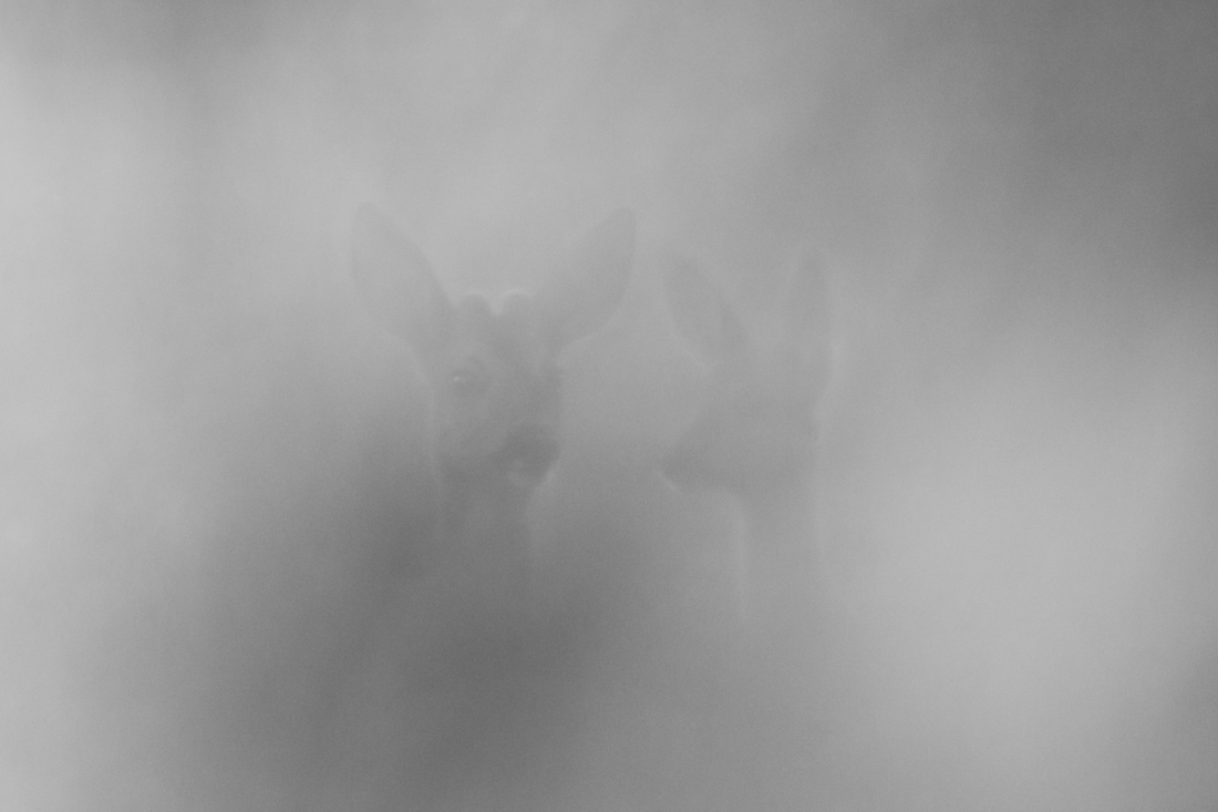 Fog surprised