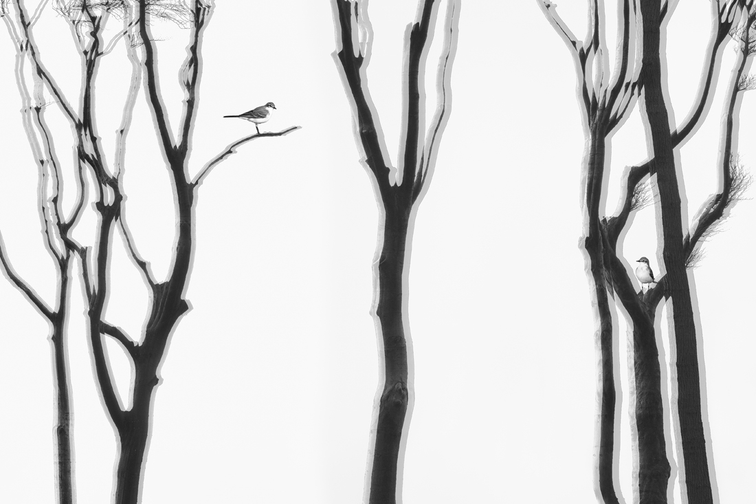 Bare abstract trees with different birds which lose their habitat