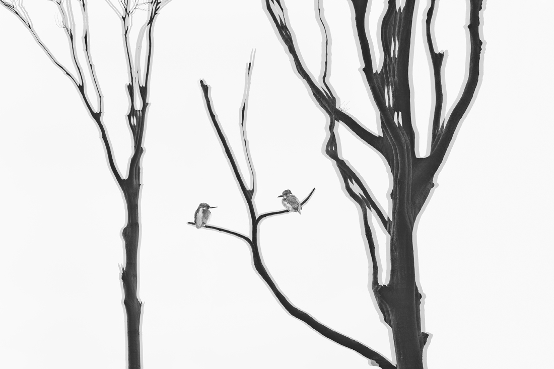 Bare abstract trees with different birds which lose their habitat