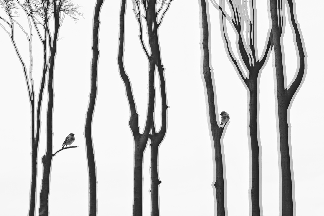 Bare abstract trees with different birds which lose their habitat