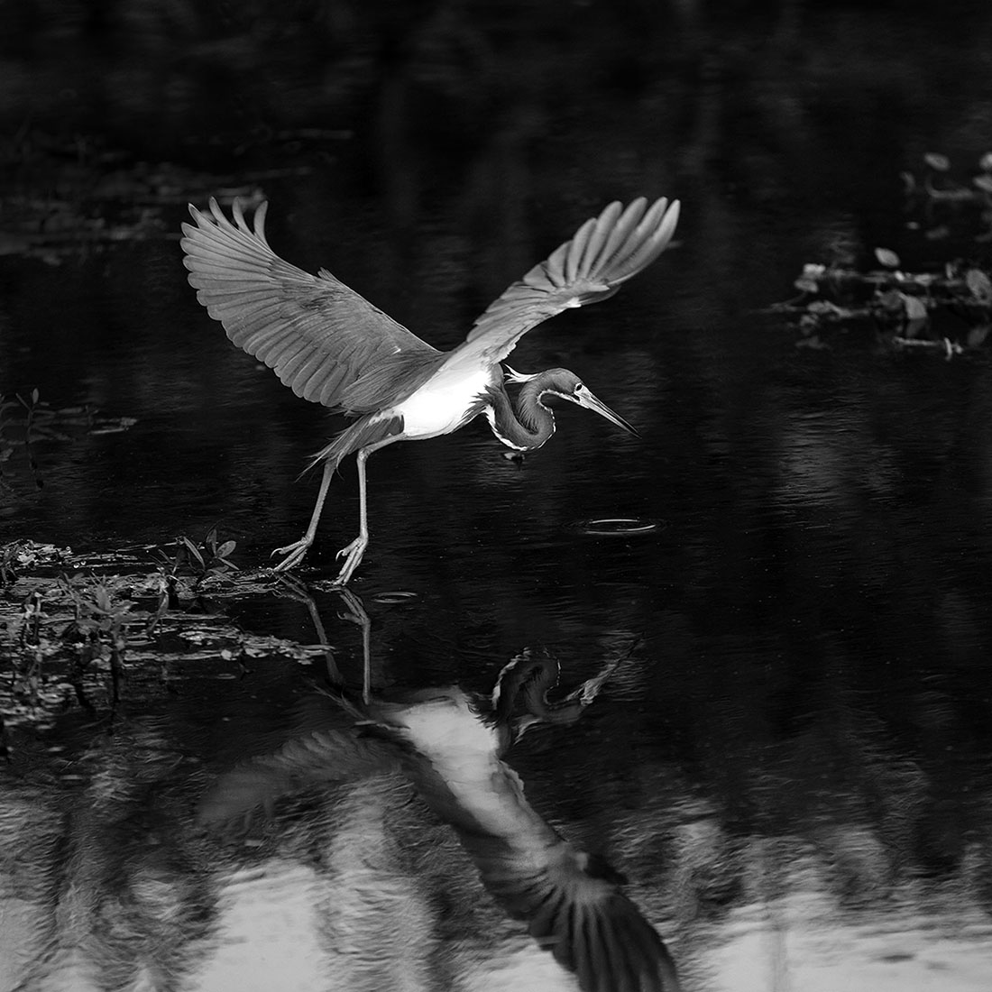 TRICOLORED HERON FISHING.