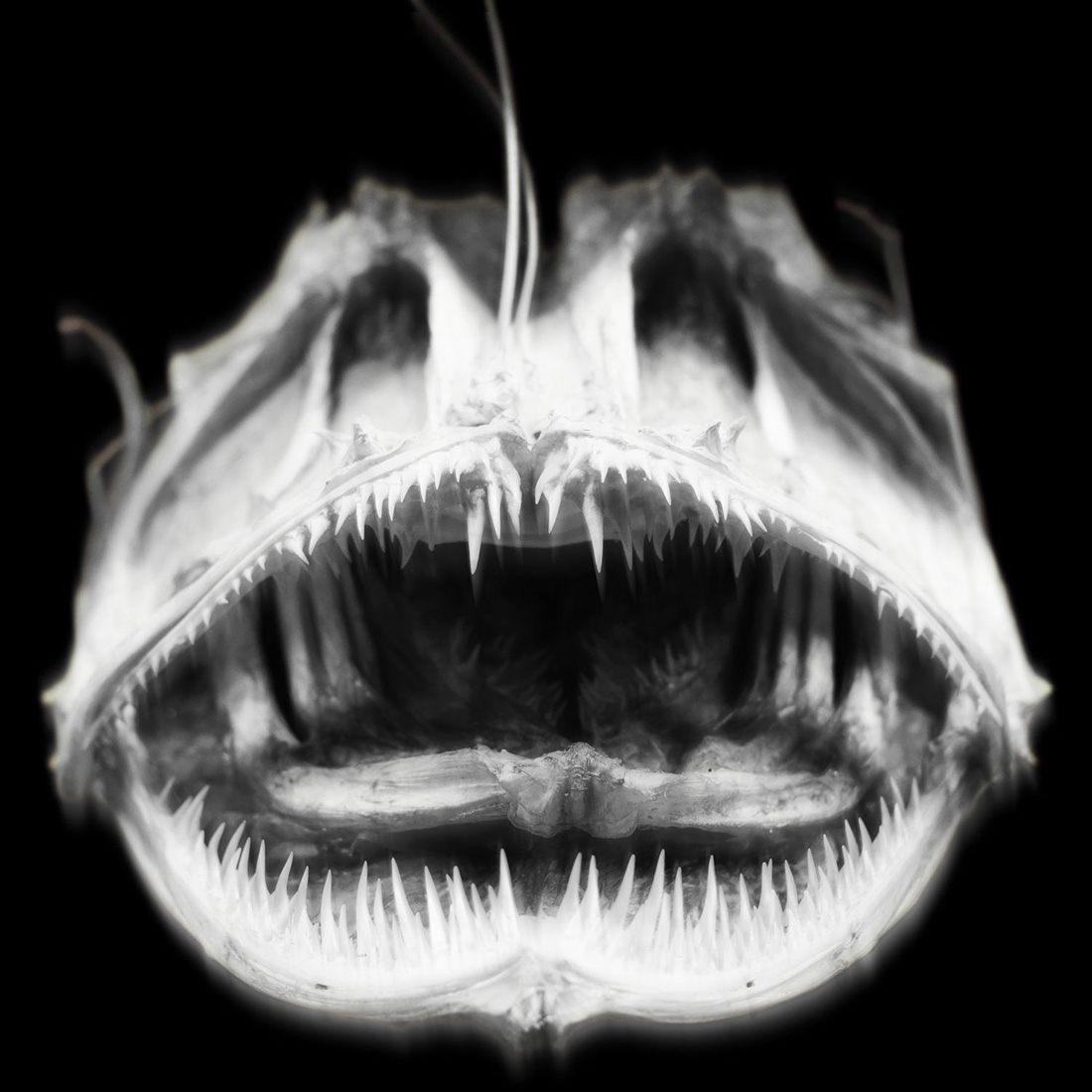 Natural History: Ghosts and Monsters