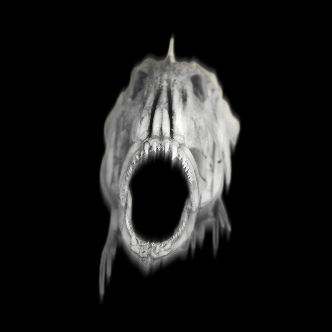 Natural History: Ghosts and Monsters