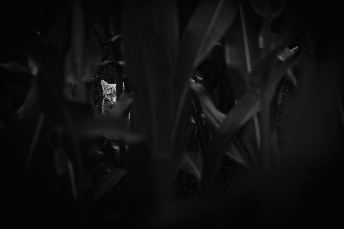 Domestic Jungle 