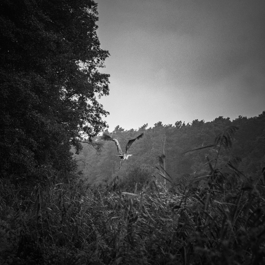 Grey heron's morning flight