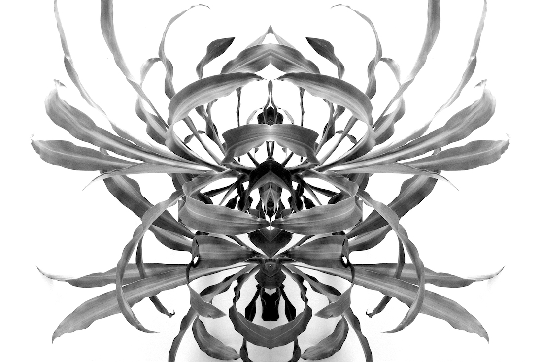 Monochrome Reflections