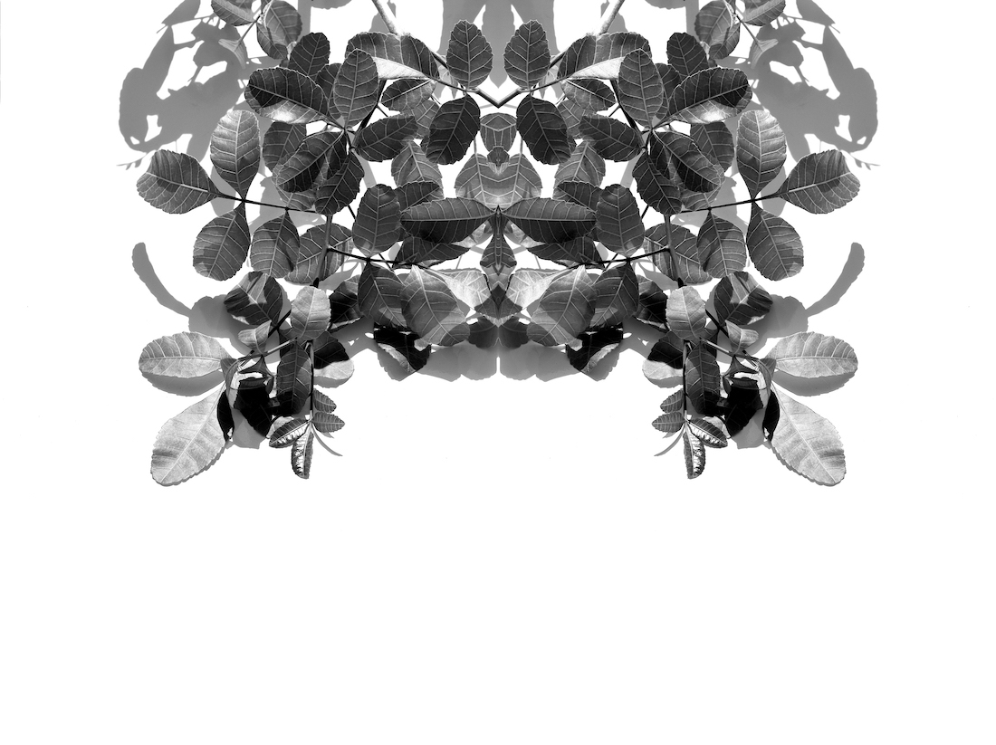 Monochrome Reflections