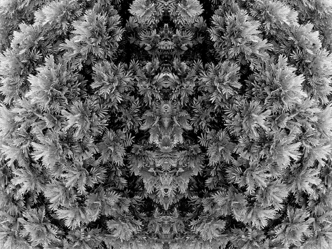 Monochrome Reflections