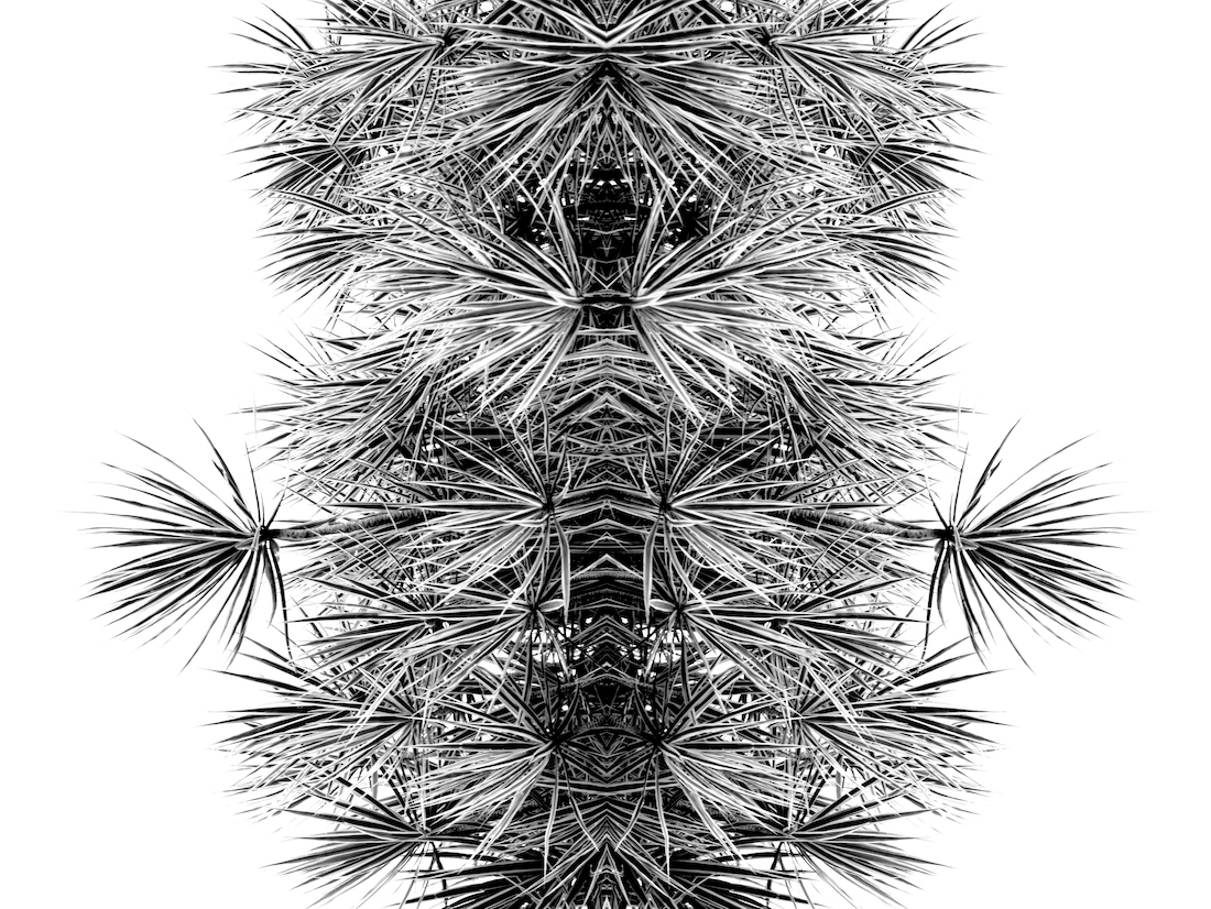 Monochrome Reflections