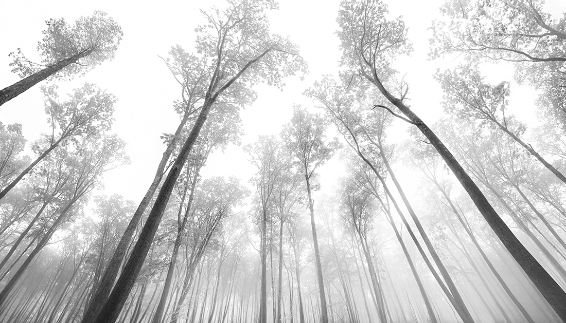 Amongst Giants
