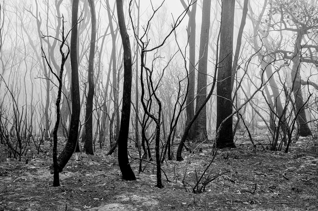 still standing after a summer bushfires
