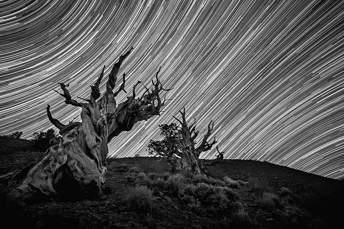 Bristlecone Pine