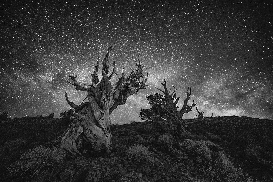 California's Ancient Bristlecone Pine