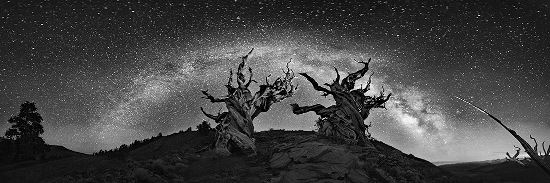 Ancient Bristlecone Pine Forest