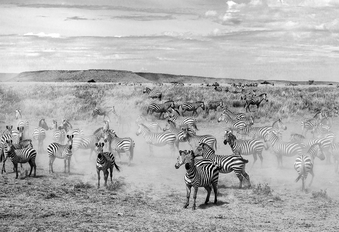 Serengeti Zebra