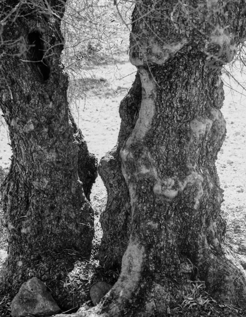 olive trees in Crete