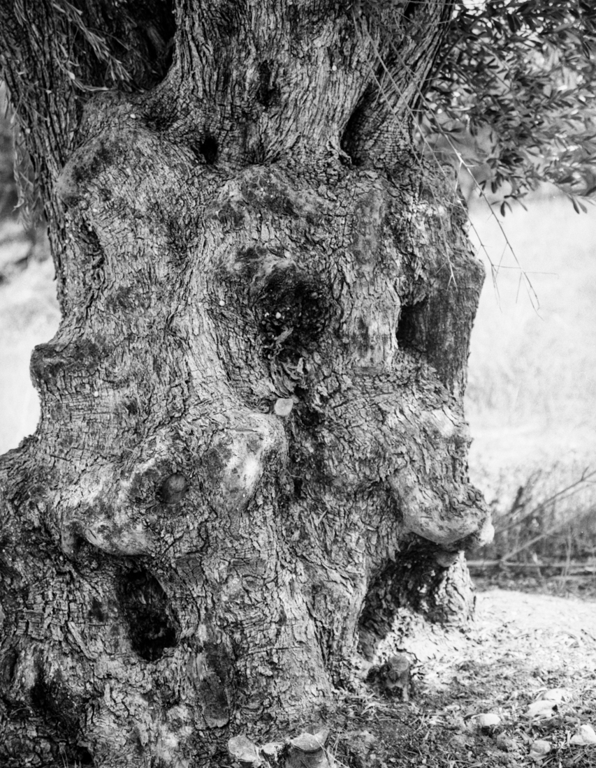 olive trees in Crete
