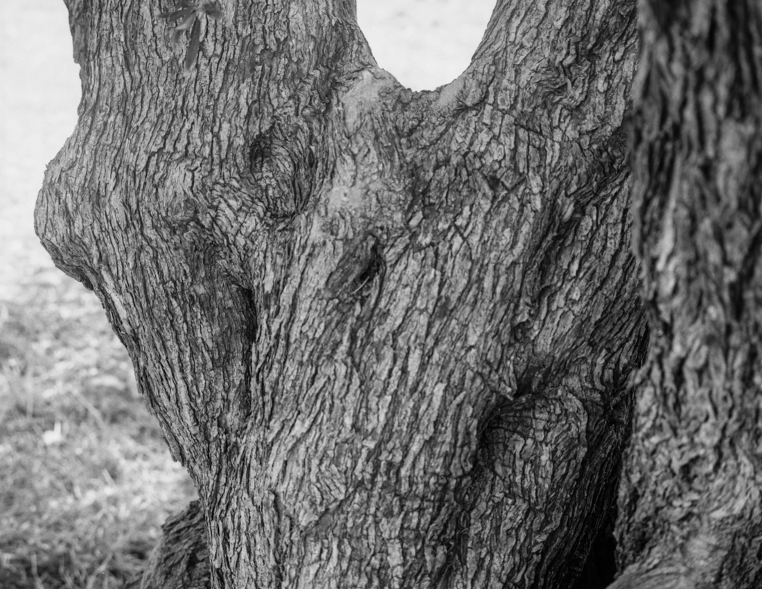 olive trees in Crete