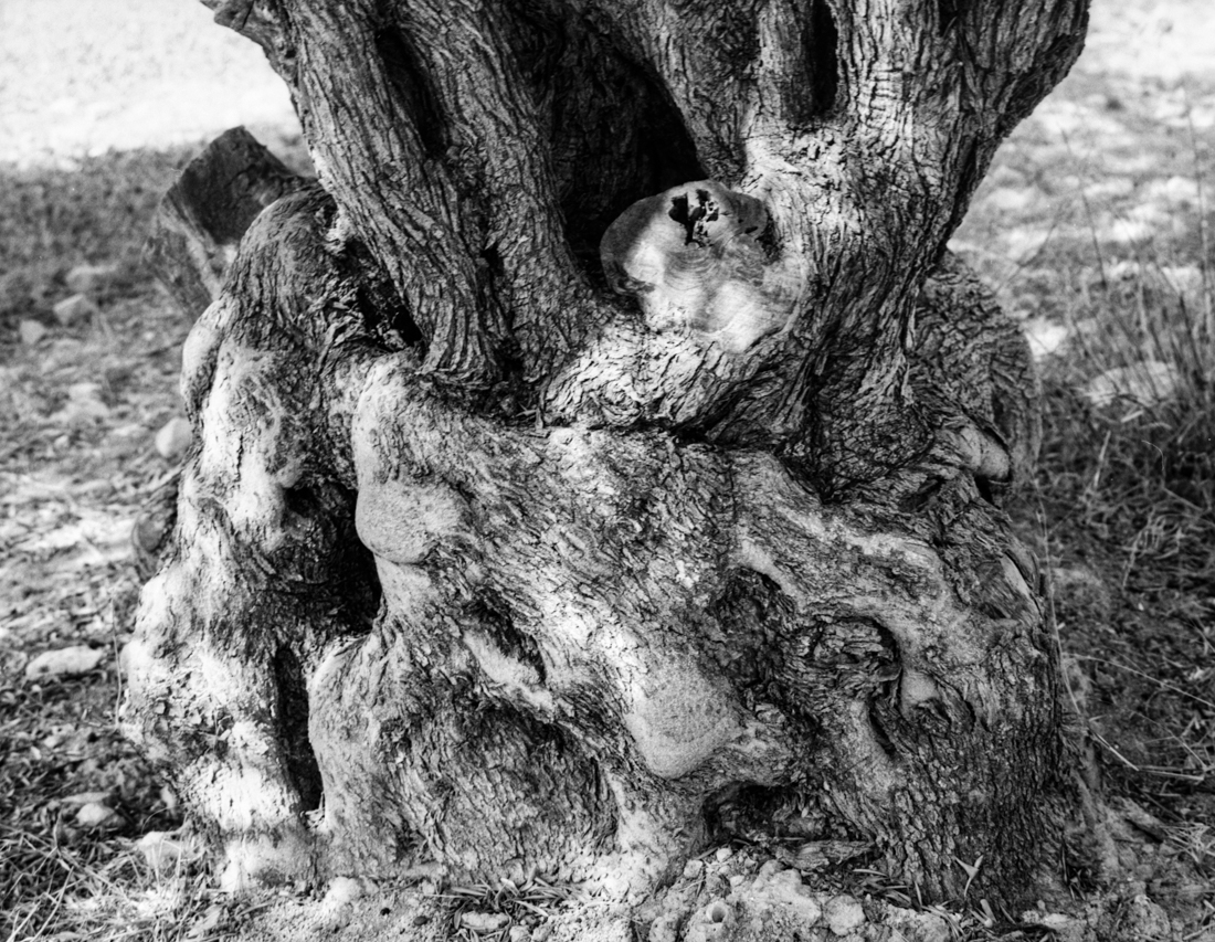 olive trees in Crete