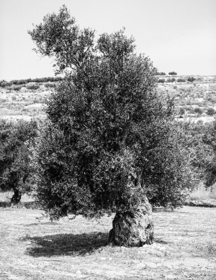 olive trees in Crete