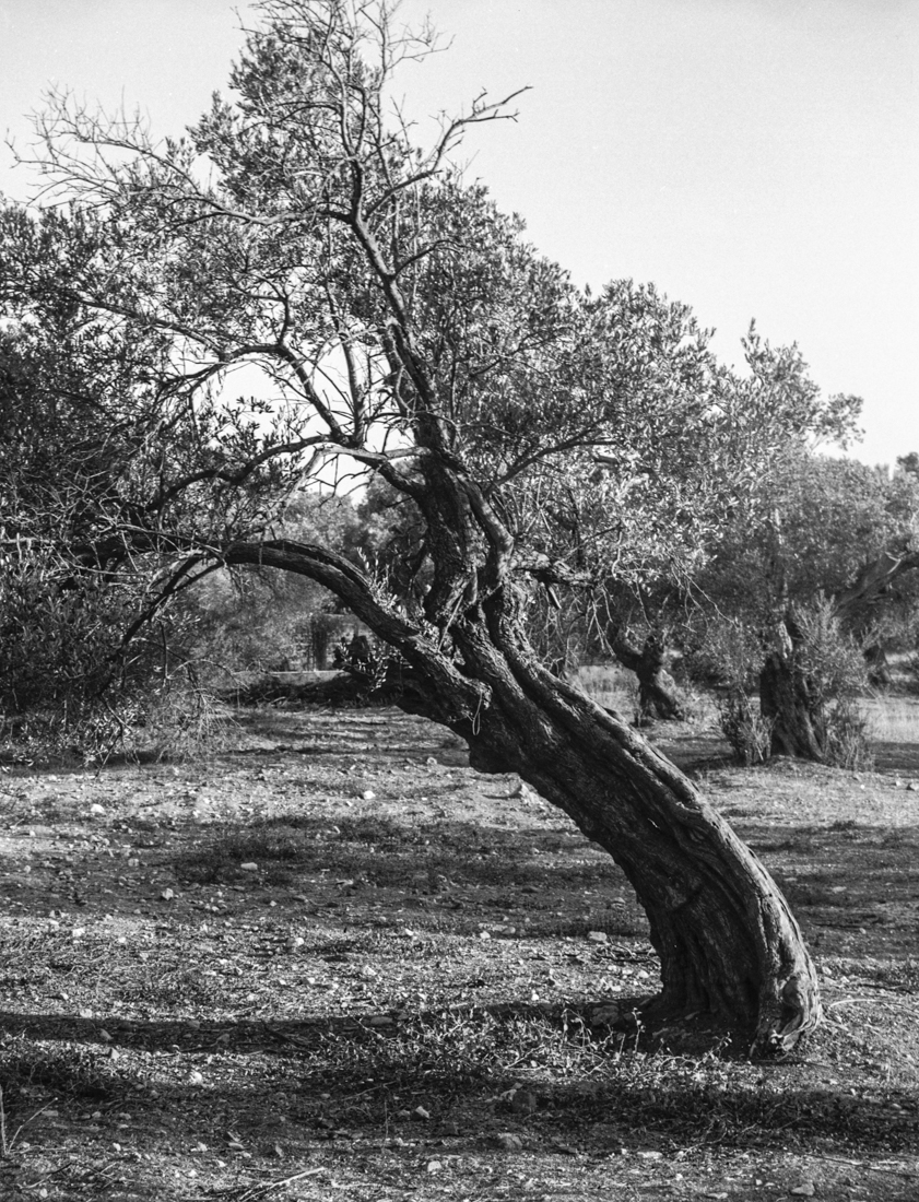 olive trees in Crete
