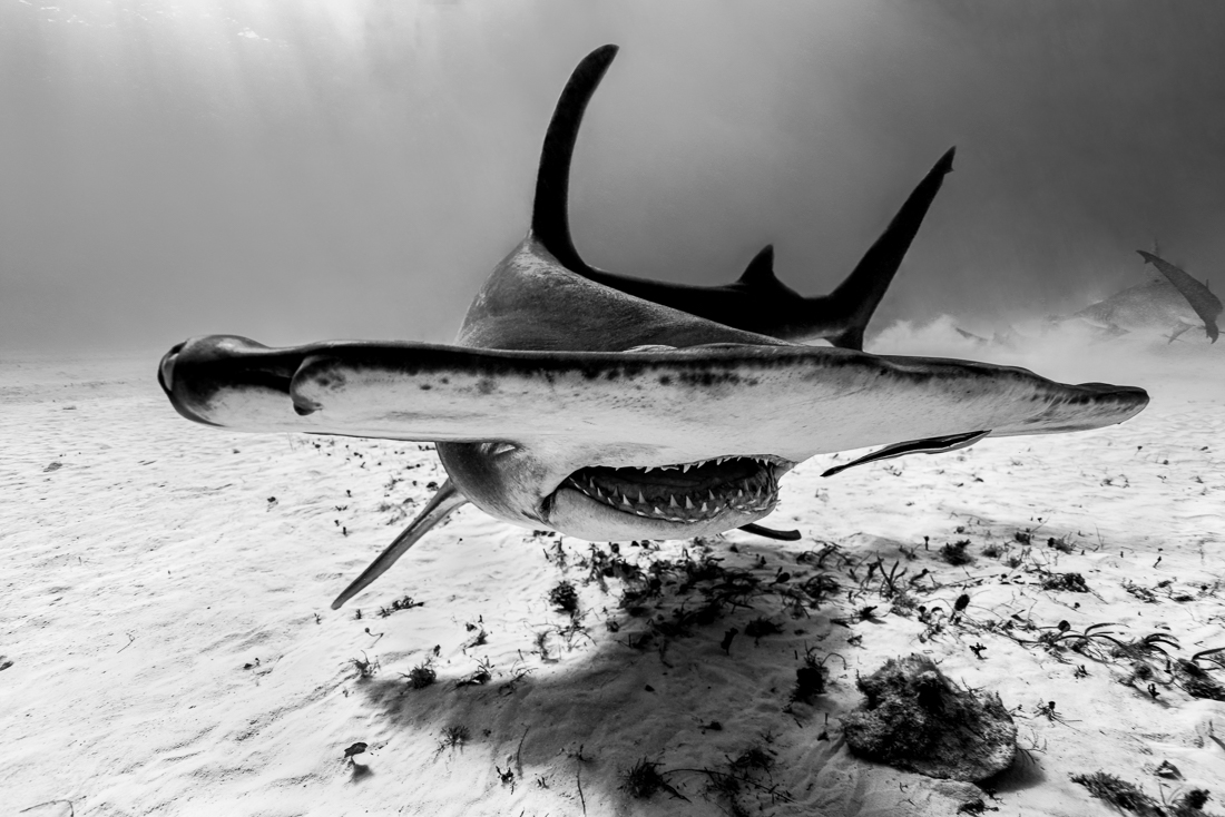 Great Hammerhead Grin