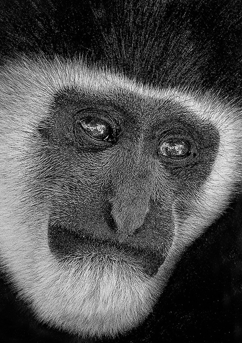 Colobus Monkey Portrait