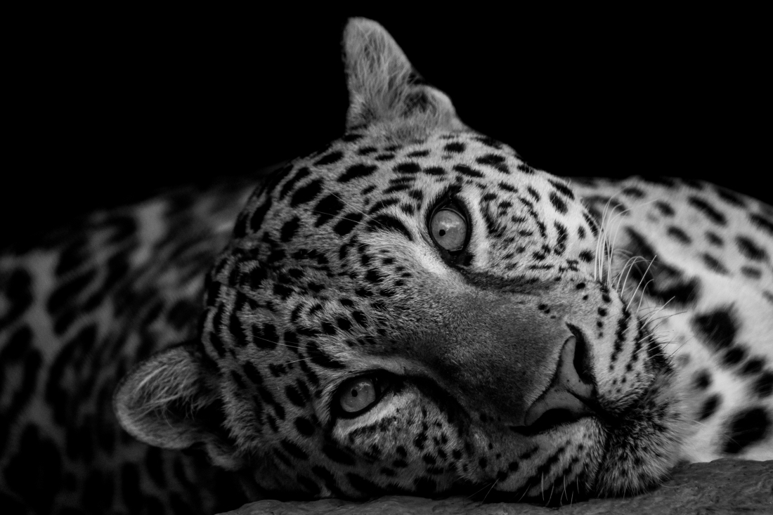 A Jaguar's Gaze
