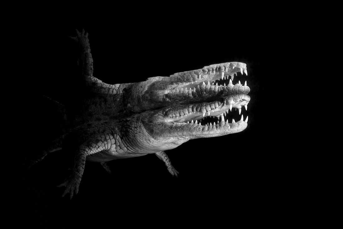 Crocodile Mirror