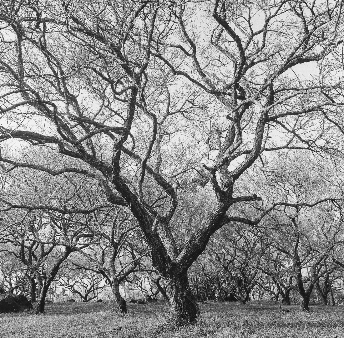 The Old Plum Tree