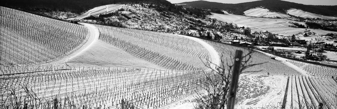 wineyards in panoramic 