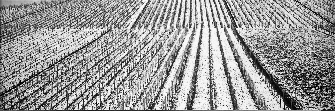 wineyards in panoramic 