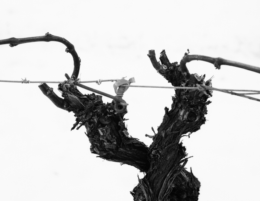 Wineyards and snow