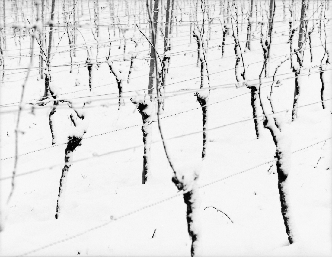 Wineyards and snow