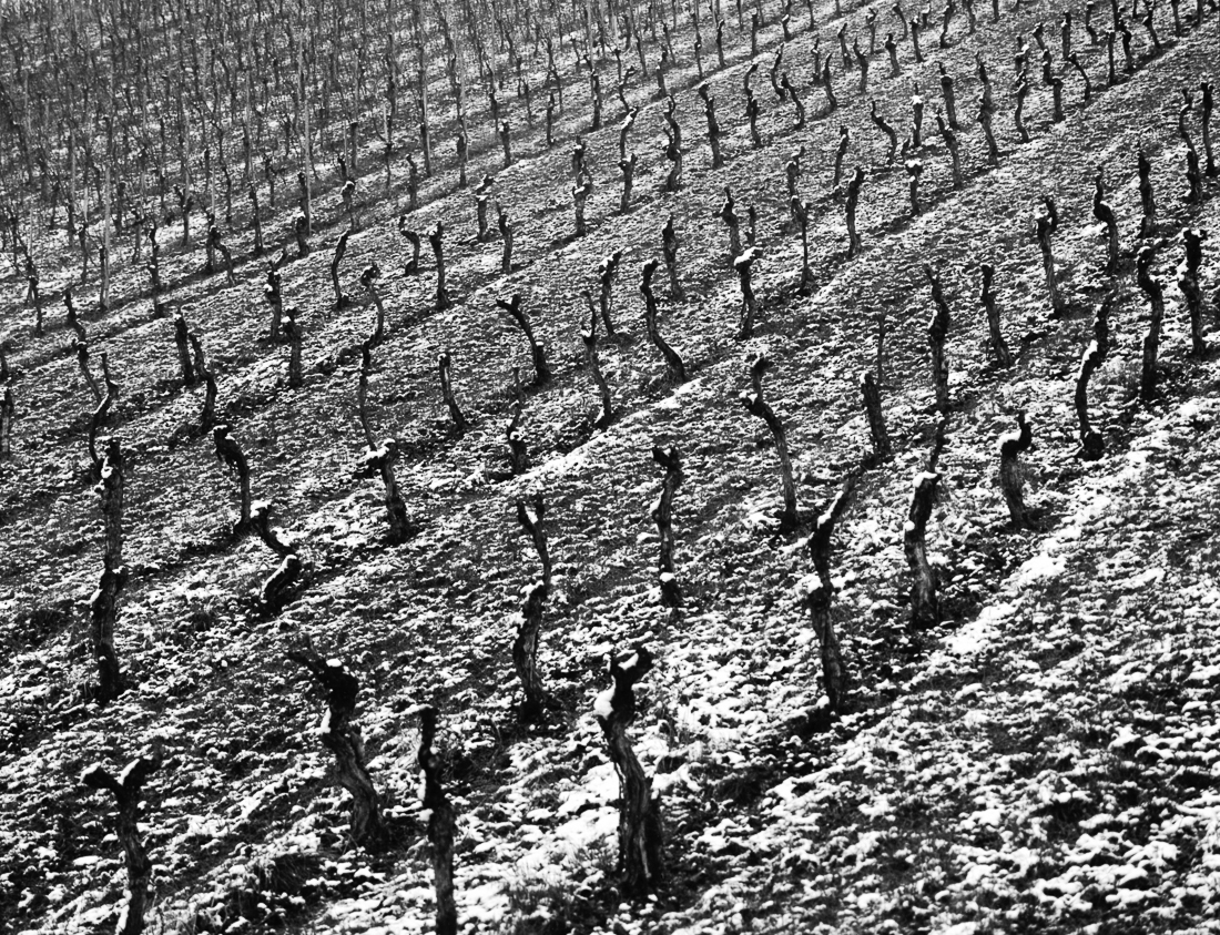 Wineyards and snow