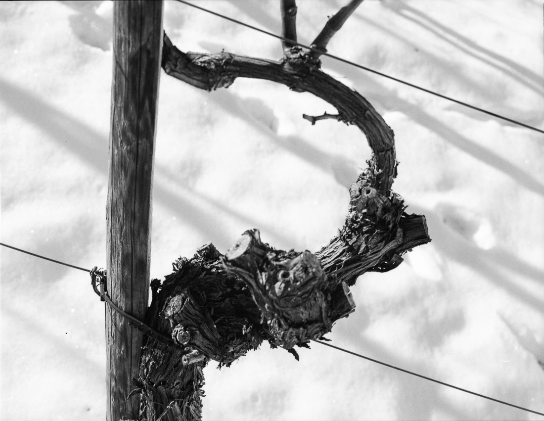 Wineyards and snow