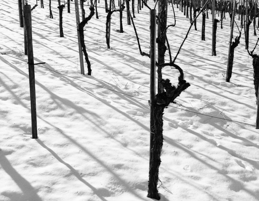 Wineyards and snow
