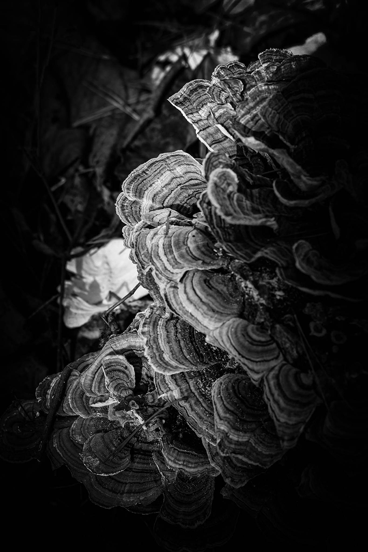 Shelfies: Turkey Tails