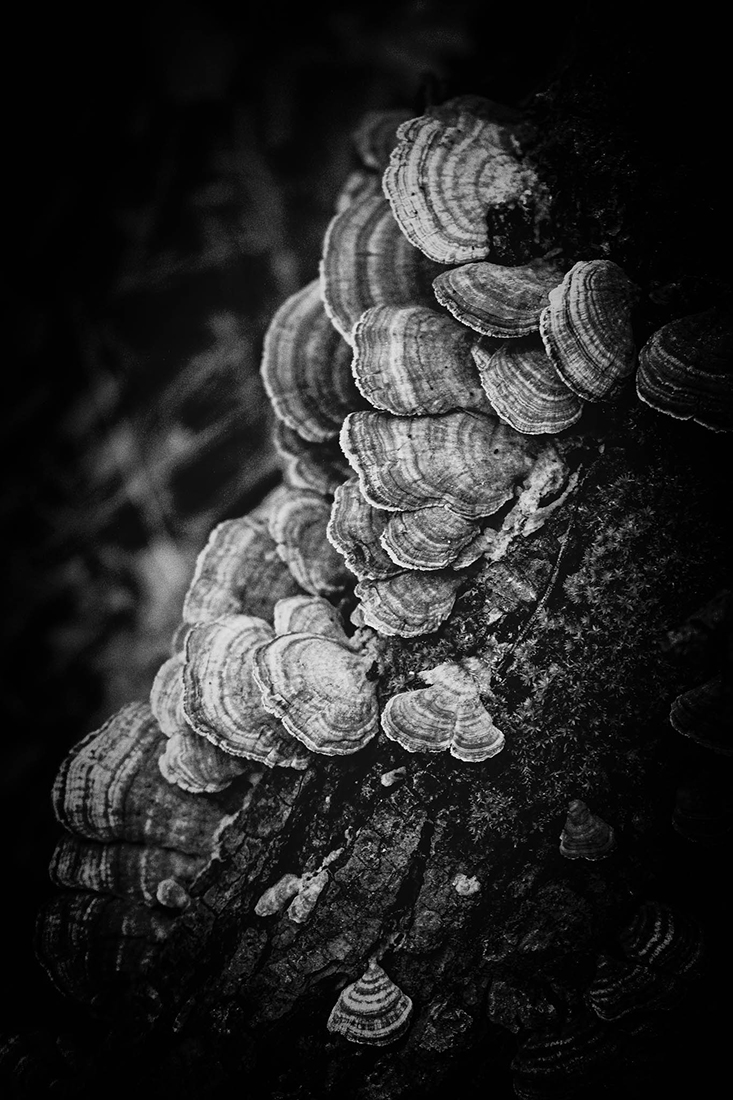 Shelfies: Turkey Tails