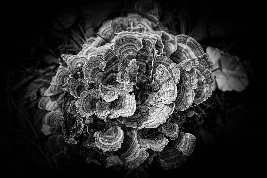Shelfies: Turkey Tails