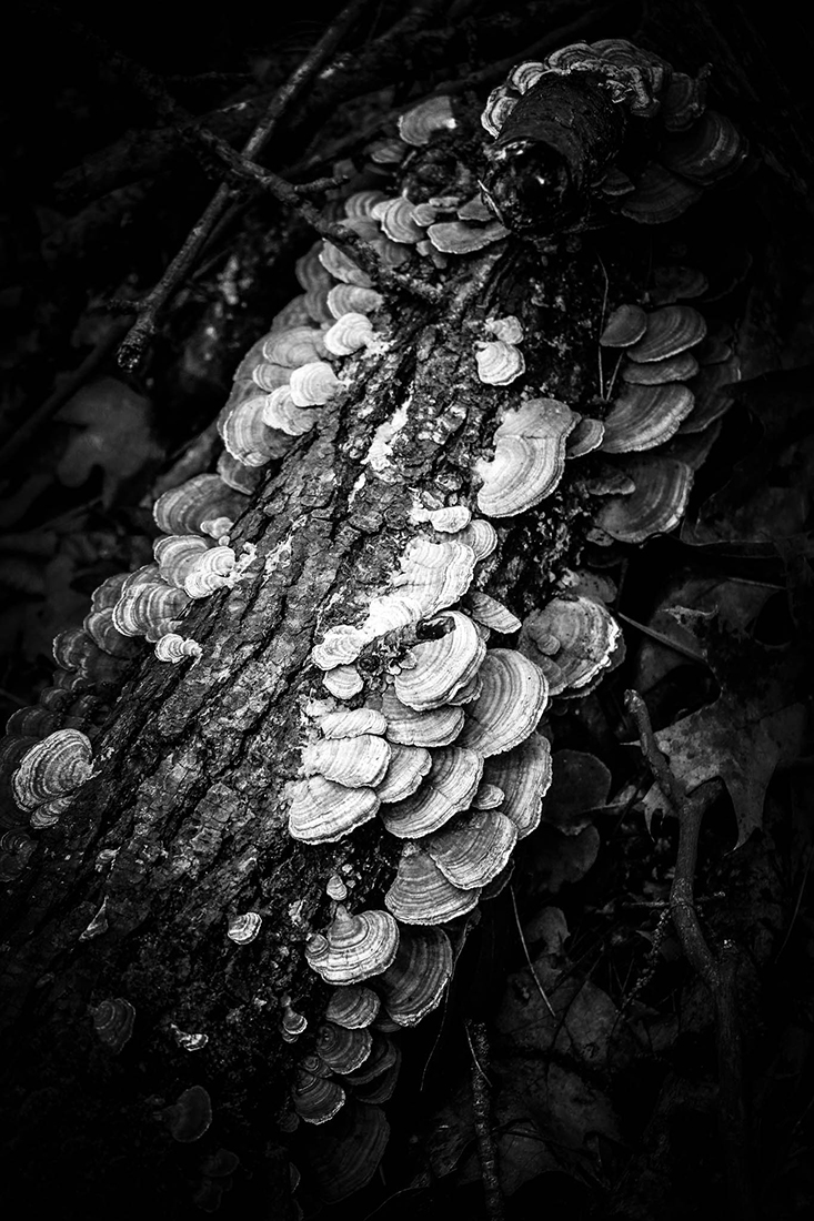 Shelfies: Turkey Tails