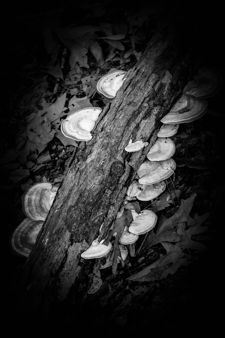 Shelfies: Turkey Tails