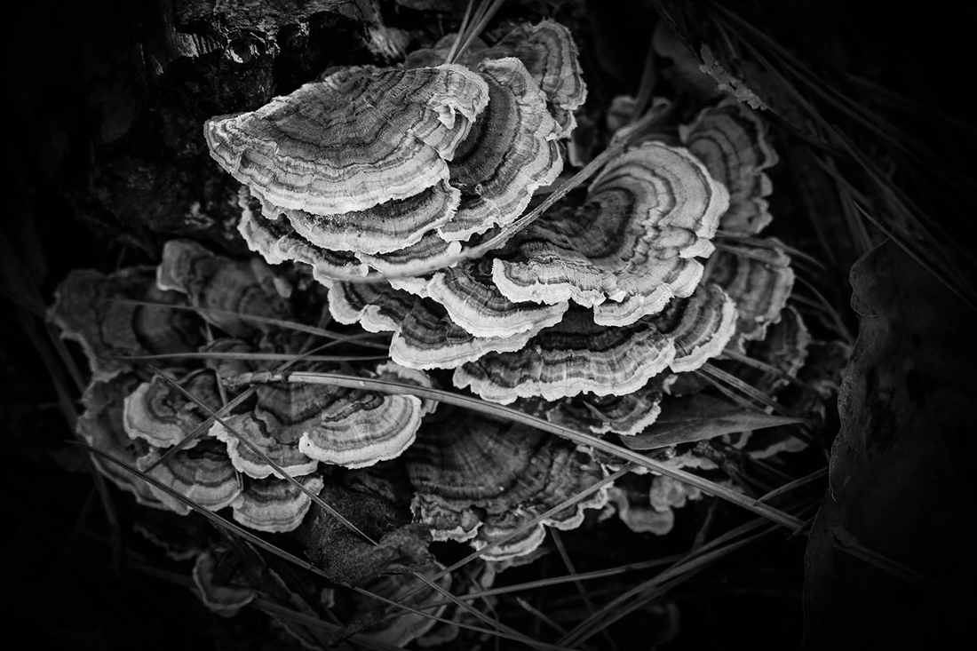 Shelfies: Turkey Tails