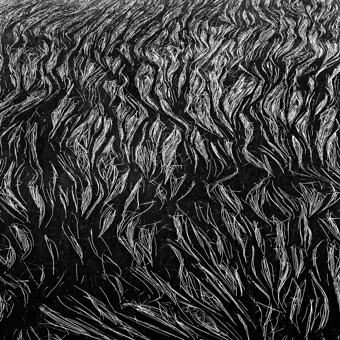 seaweed's hair